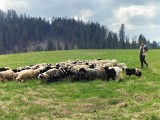 Młody baca wybudował nową bacówkę w Bieszczadach. Będzie można kupować w niej owcze sery [ZDJĘCIA]