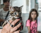 Młode i stare zwierzęta szukają domów. Na jakich zasadach można adoptować podopiecznych bydgoskiego schroniska?