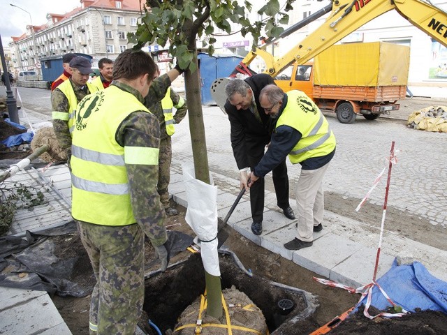 Wiceprezydent Aleksander Sosna nadzorował sadzenie nowych, specjalnie przystosowanych do trudnych miejskich warunków, drzew przy ulicy Lipowej