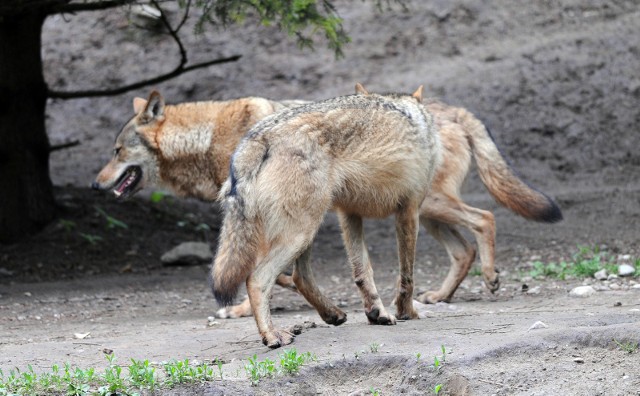 W ostatnich tygodniach wilki pojawiły się m.in. pod Pniewami, gdzie zarejestrowano obecność 16 drapieżników.
