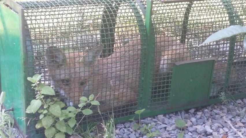 Mały lis polował na króliki przy Senior Residence. Wpadł w...