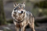 Martwy wilk znaleziony niedawno w Półkotach nie został zastrzelony