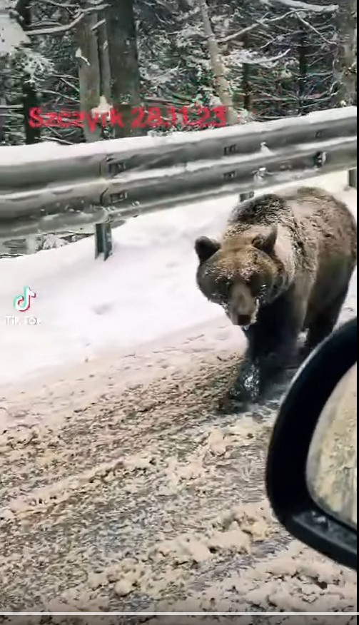 Niedźwiedzie z filmiku zamieszczonego w mediach...