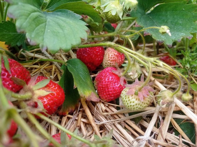W Polsce truskawki są jednym z najpopularniejszych owoców. Uprawia się je na dużą skalę, a ich sezon trwa od maja do lipca.