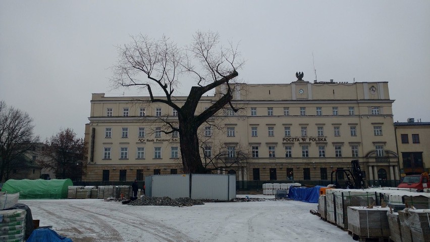 Baobab z placu Litewskiego zostanie wycięty