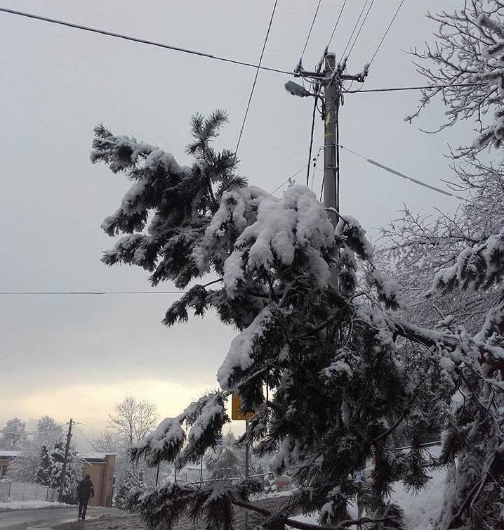 Mokry śnieg zagraża drzewom i liniom energetycznym