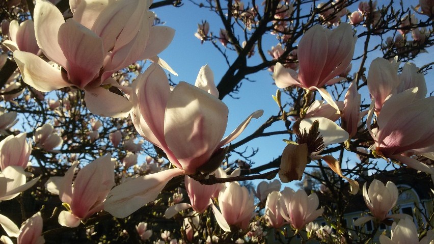 Kwitnąca magnolia