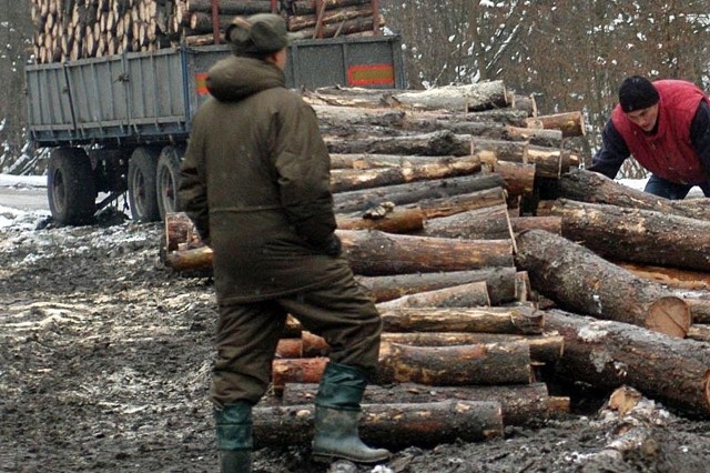 W tym roku Regionalna Dyrekcja Lasów Państwowych w Krośnie chce pozyskać prawie 1,9 mln metrów sześciennych drewna.