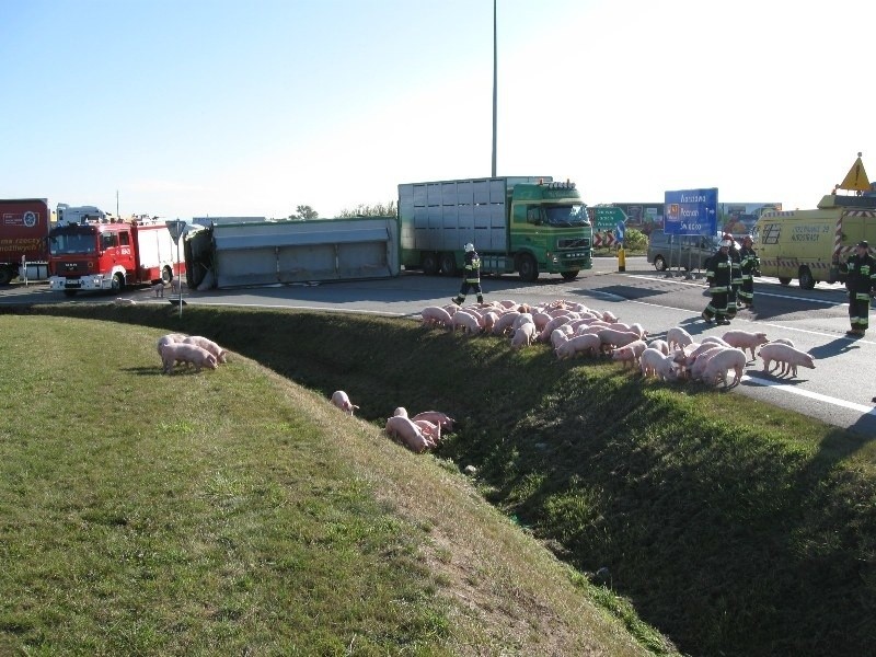 500 świń uciekło z ciężarówki, która przewróciła się koło...