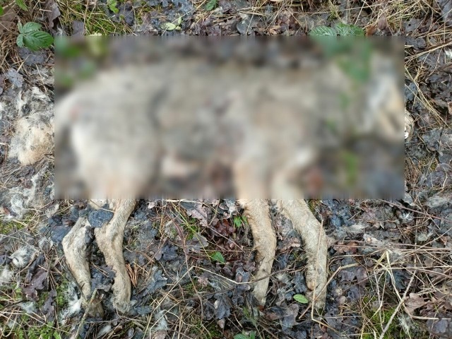 Martwe zwierzę zostało znalezione na pograniczu powiatów wrzesińskiego i średzkiego.