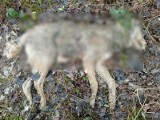 Martwa wilczyca znaleziona w parku krajobrazowym w Wielkopolsce. "Prawdopodobnie została zastrzelona"