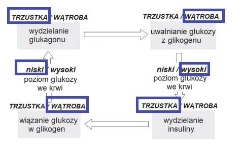 Matura 2016: BIOLOGIA rozszerzona [ODPOWIEDZI, ARKUSZ CKE]