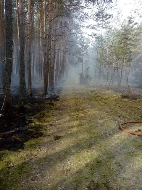 Gigantyczny pożar lasu w Zakrzewie. Strażacy walczą od rana