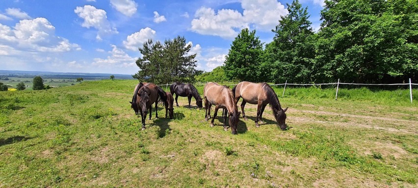 Koniki polskie będzie można spotkać w czasie spaceru nad Nidą