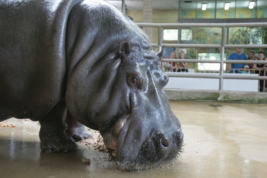 Śląski Ogród Zoologiczny od kuchni