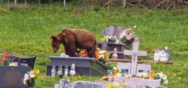 W tym roku niedźwiedzica znowu zaczęła dokazywać. Wtargnęła na teren cmentarza w Wołkowyi, gdzie wykładała się na nagrobkach i zjadała świece.