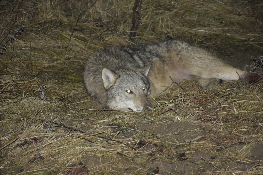 Akcja ratowania wilka w pobliżu miejscowości Cierzpięty