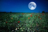 Kalendarz księżycowy na czerwiec 2024 r. Sprawdź, co zrobić w tym miesiącu i jakie są najlepsze terminy, żeby siać, sadzić, kosić itd.