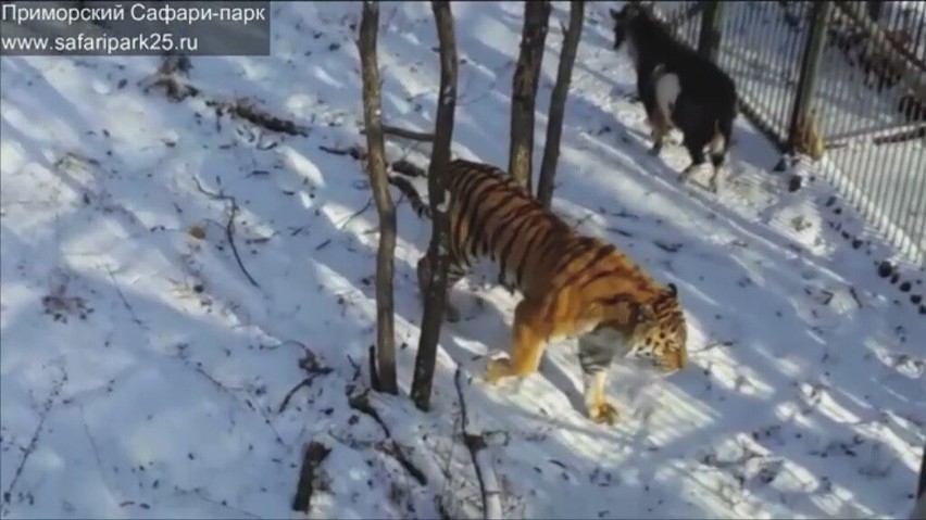 Tygrys z rosyjskiego ZOO zaprzyjaźnił się z kozą
