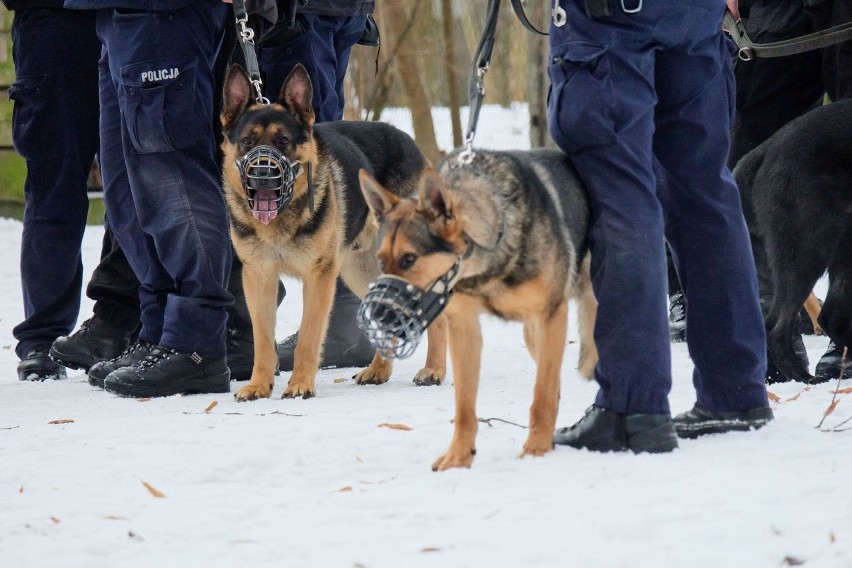 Białystok. Demon w akcji, czyli szkolenie policyjnych psów służbowych