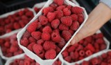 Ceny owoców 2022 na Śląsku. Ile płacimy za kilogram malin lub jeżyn w końcówce sezonu?