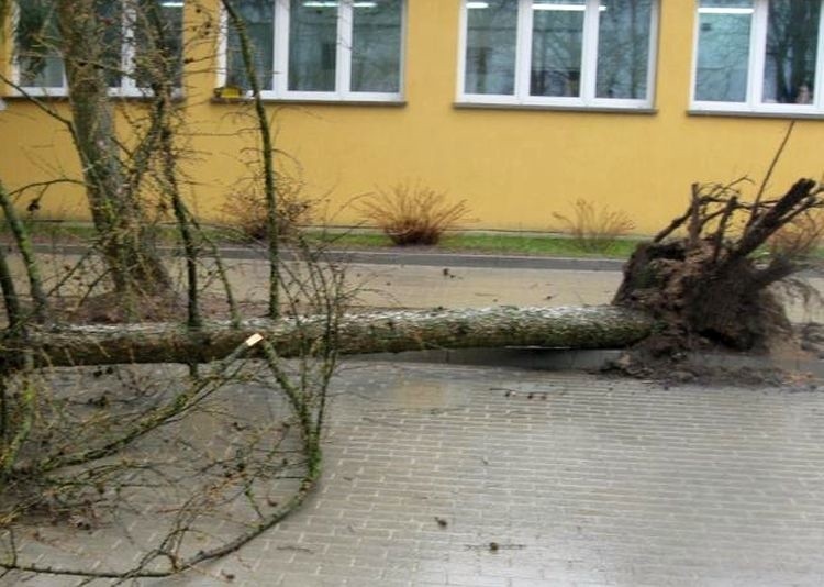 W miejscowości Jaśki drzewo przewróciło się na zaparkowane...