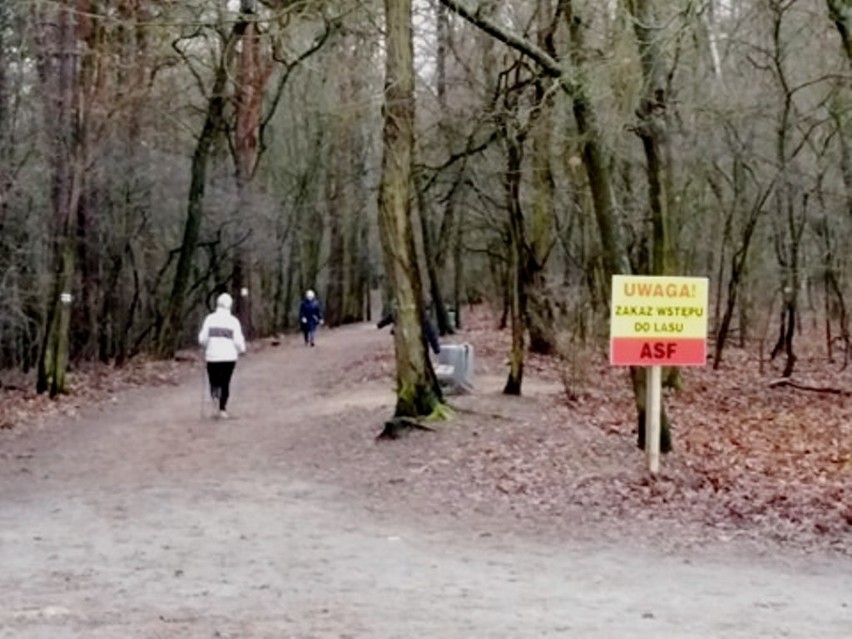 Pomimo zakazu, ludzie i tak wchodzą do lasów w Zielonej...