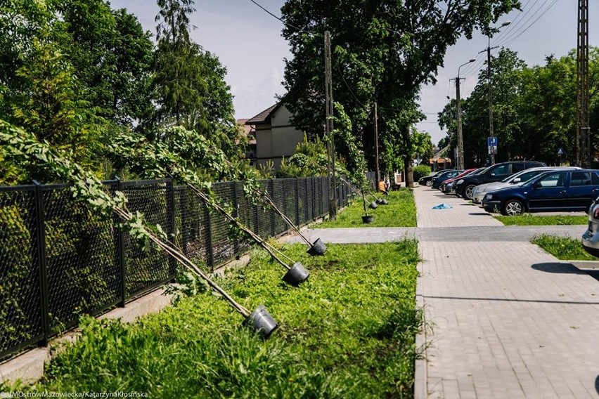 Ostrów Maz. Miasto się zazieleni. Kolejny etap nasadzeń drzew