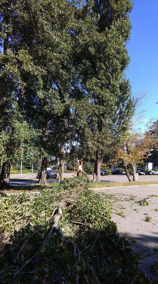 Złamane drzewo niedaleko hali Łuczniczki