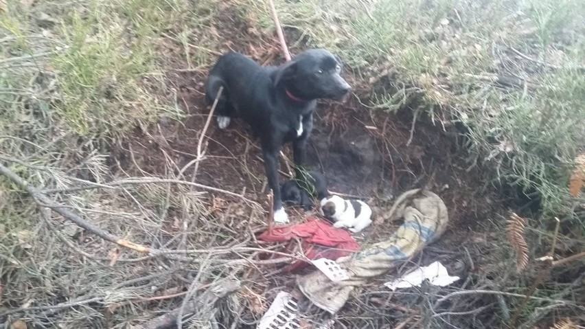 Przywiązał sukę do drzewa, obok wyrzucił szczeniaki. Zatrzymała go policja