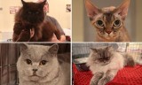 Świąteczny Pokaz Kotów Rasowych. Wystawa czworonogów w szczytnym celu! Zobacz zdjęcia kocich modeli