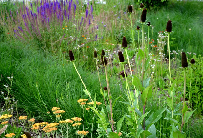 Rudbekia zachodnia „Green Wizard” jest oryginalną, kępiastą...