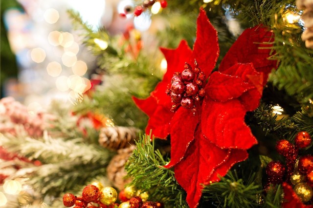 Oprócz jemioły i choinki, to właśnie gwiazda betlejemska jest jedną z ważniejszych roślin, które kojarzą się ze świętami Bożego Narodzenia.