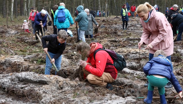 Jak było na akcji  "Grudziądzanie sadzą las" w sobotę 15 kwietnia 2023 zobacz na zdjęciach>>>>>