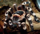 Tarantula może leczyć różne schorzenia