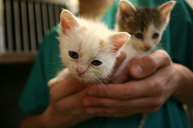 6-tygodniowe kociaki szukają nowego właściciela. Biało-rudy to chłopiec a biało-szary dziewczynka.