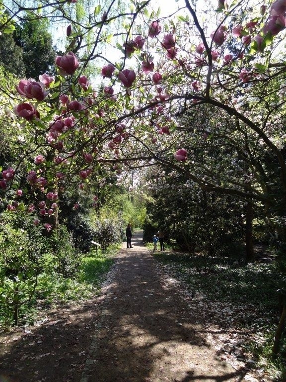 Arboretum Kórnickie: Dni Kwitnących Magnolii