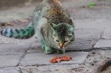 Powrót zielonego kota (wideo)