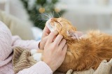 Czy Twój kot Cię kocha? Poznaj 9 oznak kociej miłości. Jak mruczki okazują miłość? Czy twój kot robi te rzeczy?