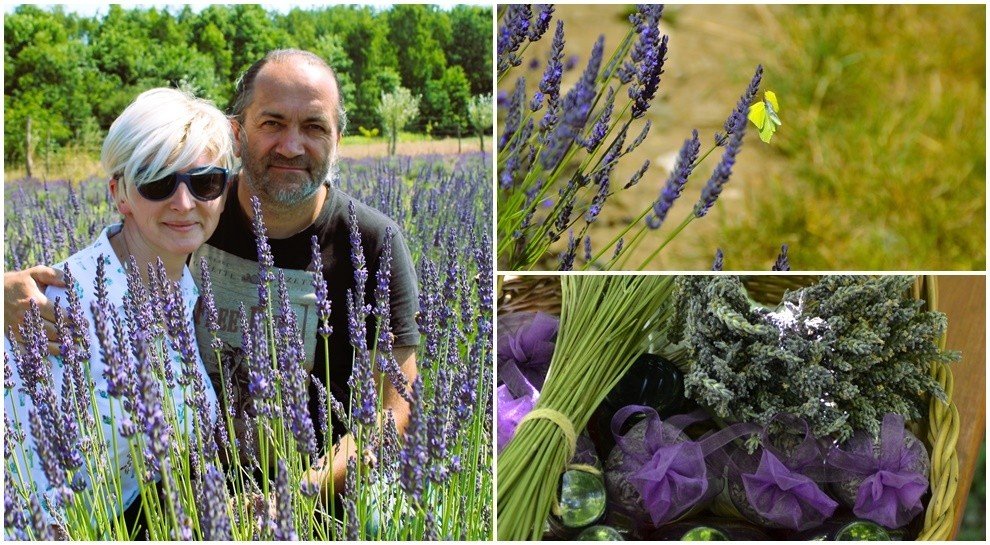 Lavande Galice.  C’est comme en France : ça sent bon, profite des couleurs, se détend avec le silence de l’environnement et invite au grand air 22.07.2023