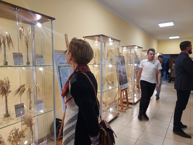 Wystawę „Stare gatunki i odmiany zbóż” można oglądać do końca listopada  w Zespole Szkół Centrum Kształcenia Rolniczego w Sandomierzu - Mokoszynie. Więcej na kolejnych zdjęciach