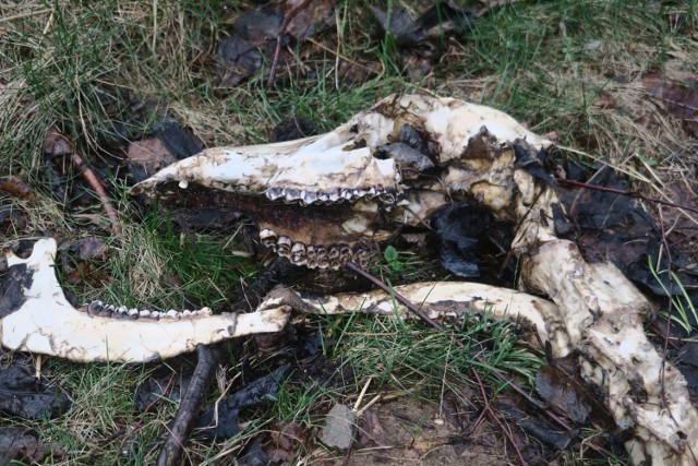 Szczątki łani znalezione przez burmistrza w okolicach Czarnego