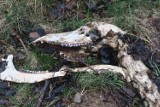 Wilki zjadły łanię w okolicach Czarnego? Szczątki zwierzęcia znalazł burmistrz. Leśniczy: trudno stwierdzić, co było przyczyną śmierci 