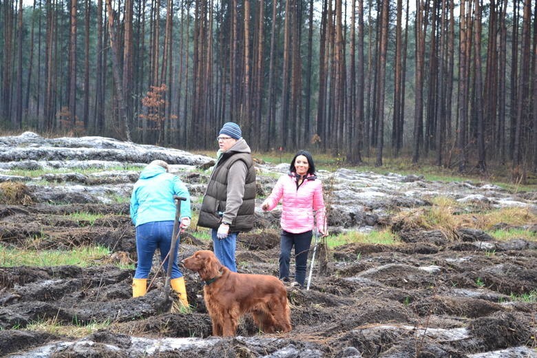 Sadzenie Lasu Europejskiego w Dąbrowie Górniczej w 2015 i...