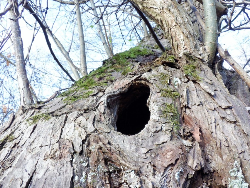 Kujawsko-Pomorskie. Parada starych drzew, posępnych, oplecionych bluszczem