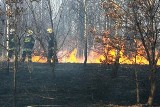 Pożar trawy na ul. Stokowskiej. Strażacy znaleźli szkielet