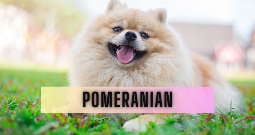 Pomeranian to słodki piesek, który wymaga specjalnej opieki....