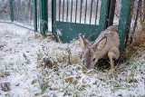 Tarnów. Pani Bernadeta uratowała sarenkę [ZDJĘCIA]