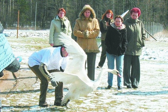 Ten łabędź jako pierwszy znalazł się w wodzie. Z jego zachowania leśnicy nie wywróżyli niczego dobrego.