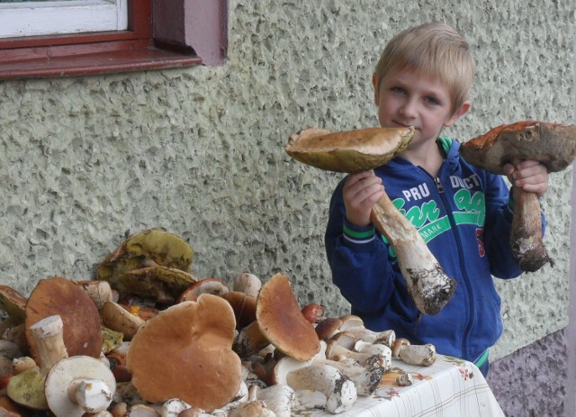 Sześcioletni Marcelek z Młodocina Mniejszego prezentuje zebrane grzyby.